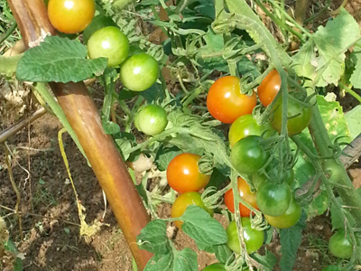 トマト菜園収穫